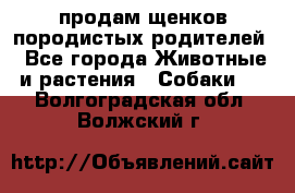 продам щенков породистых родителей - Все города Животные и растения » Собаки   . Волгоградская обл.,Волжский г.